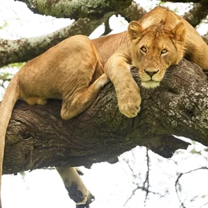 Let's Do Lunch - Lion Metal Art Print