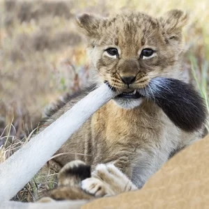 Mom, Try to Get Away – Lion and Cub Metal Art Print