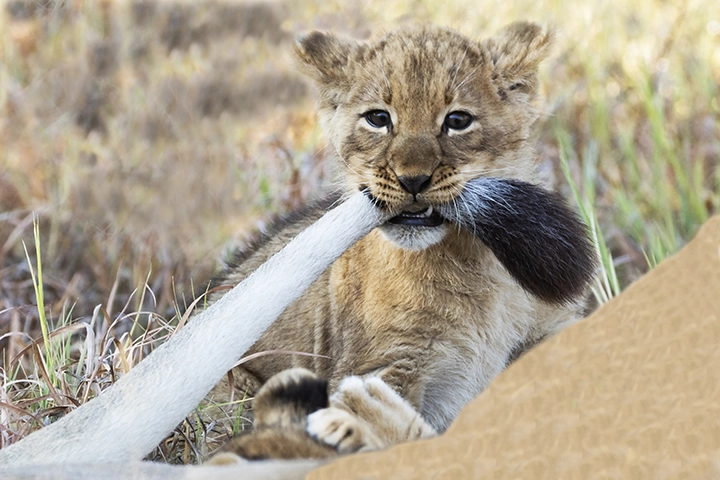 Mom, Try to Get Away – Lion and Cub Metal Art Print