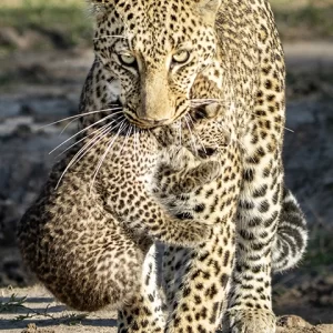 Moving Day– Leopard and Cub Metal Art Print