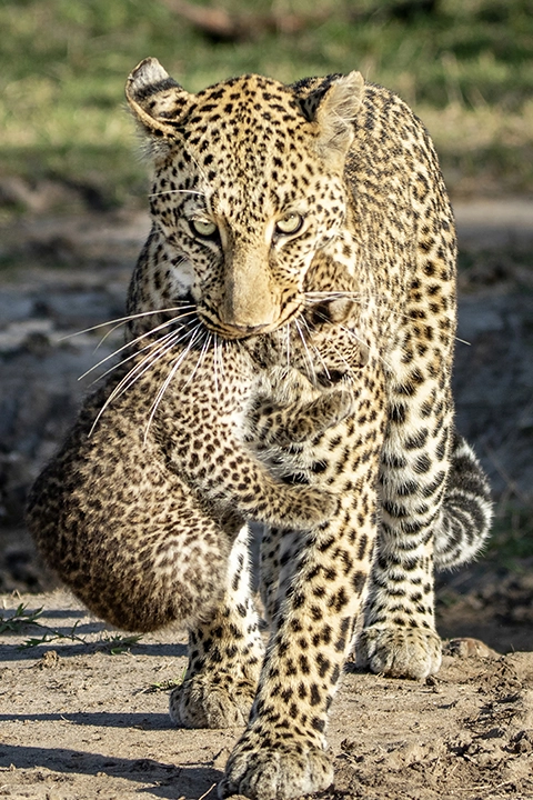 Moving Day– Leopard and Cub Metal Art Print