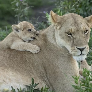 Patient Mother– Lioness and Cub Metal Art Print