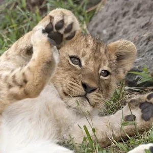 Playful Lion Cub – Metal Art Print
