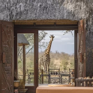 Quietly Curious – Giraffe Metal Art Print