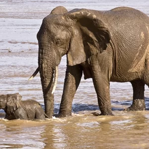 River Crossing – Elephant and Calf Metal Art Print