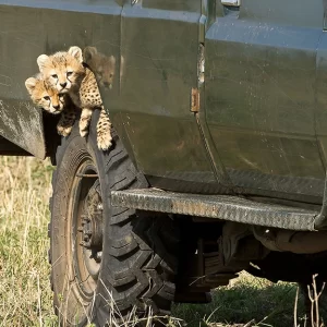 Safari Stowaways – Cheetah Cubs Metal Art Print