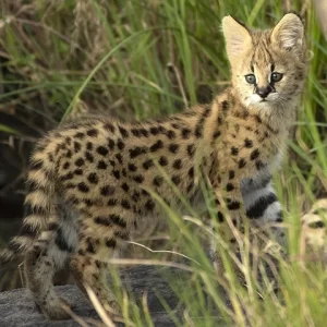 Serval Cat Kitten - Metal Art Print