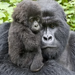 Silverback and Baby - Gorilla Metal Art Print