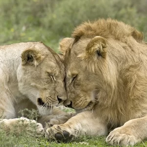 Snuggle Time - Lion Metal Art Print