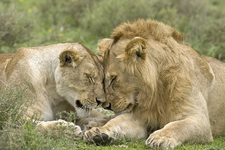 Snuggle Time - Lion Metal Art Print