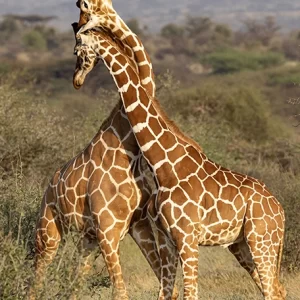 Sparring Giraffes - Metal Art Print