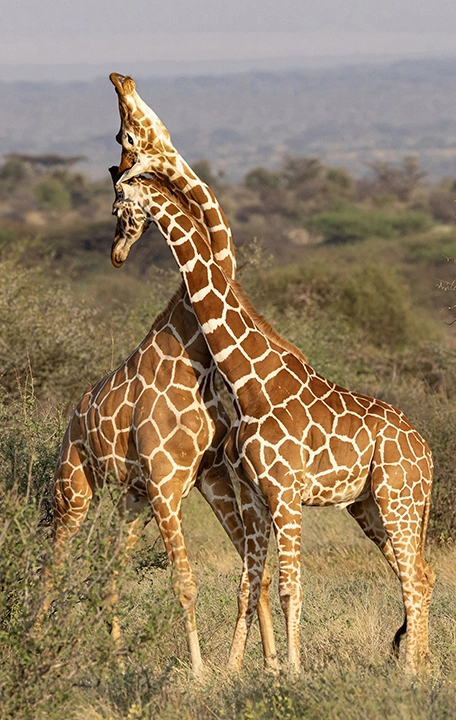 Sparring Giraffes - Metal Art Print
