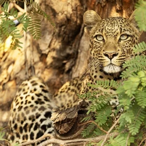 Supreme Huntress - Leopard Metal Art Print