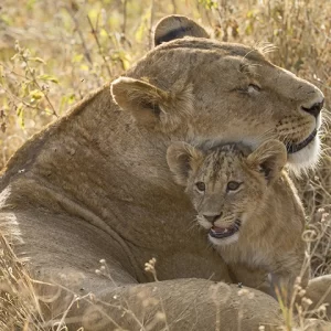 Tender Moments - Lioness and Cub Metal Art Print
