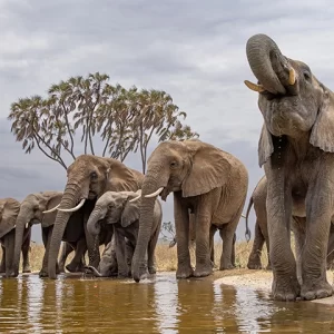 Thirsty Herd - Elephant Metal Art Print