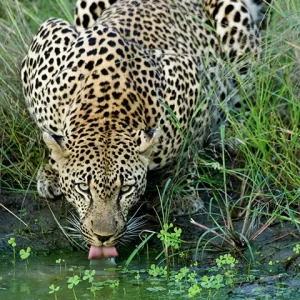 Thirsty Leopard - Metal Art Print