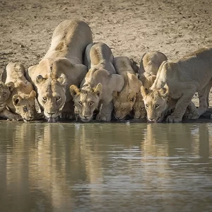 Thirsty Pride- Metal Art Print
