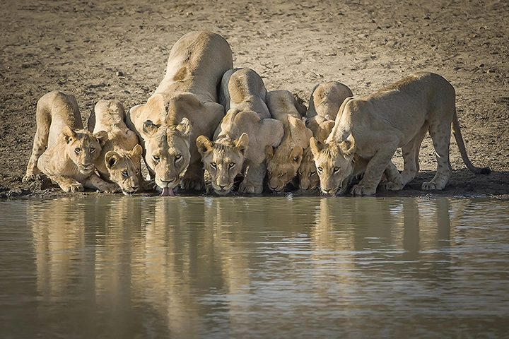 Thirsty Pride- Metal Art Print