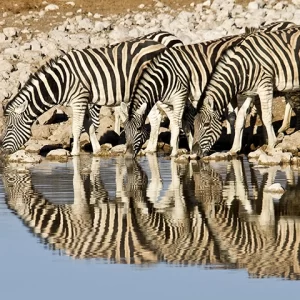 Thirsty Trio - Zebra Metal Art Print