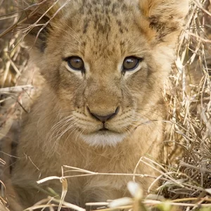 Too Cute- Lion Cub Metal Art Print