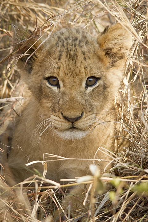 Too Cute- Lion Cub Metal Art Print