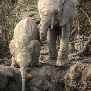Under Mother’s Watchful Eyes - Elephant Metal Art Print