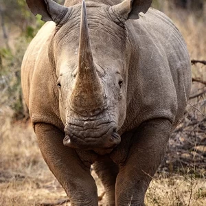 White Rhino - Metal Art Print