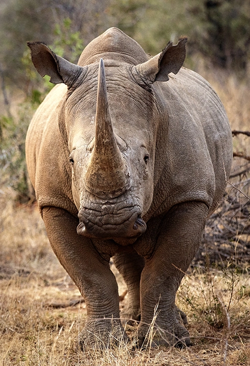 White Rhino - Metal Art Print
