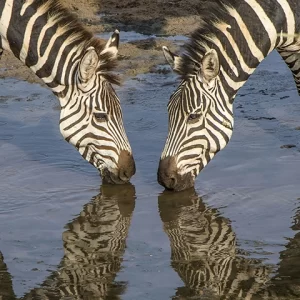 Zebras Drinking - Metal Art Print