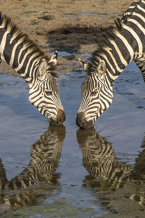 Zebras Drinking - Metal Art Print